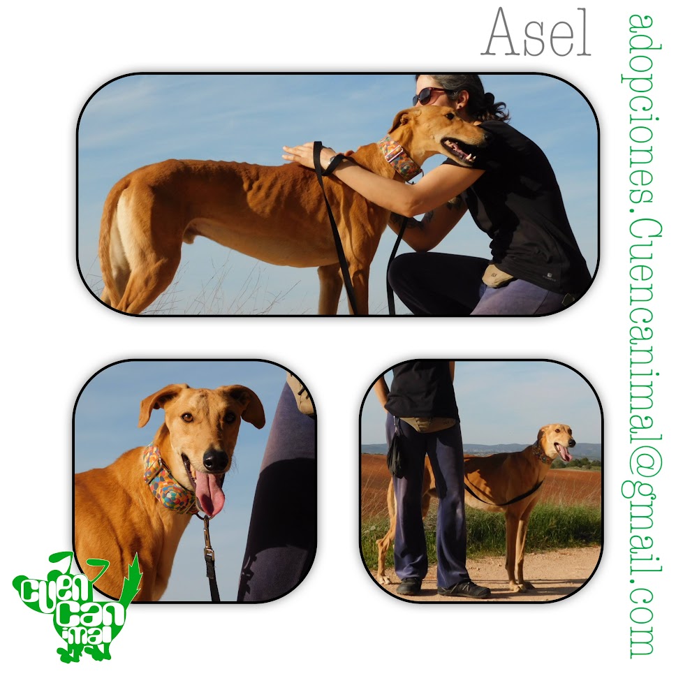 Asel, galgo impresionante. – Cuencanimal
