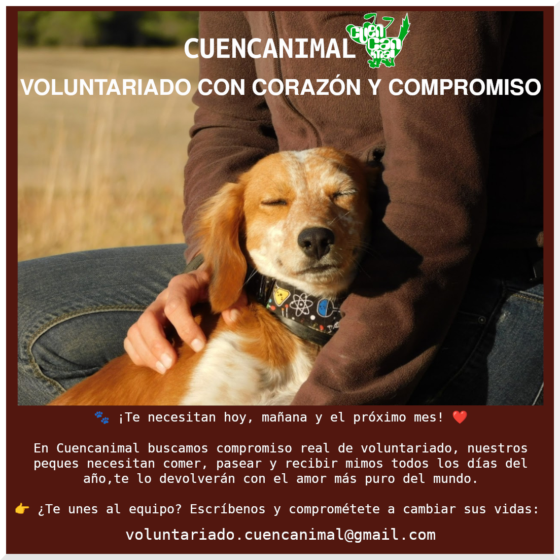 CA Voluntariado verano 2026